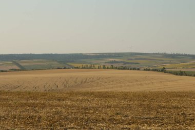 Yaz gününde buğday tarlası