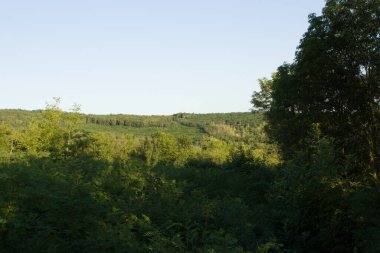 Yeşil ağaçlar ve orman.