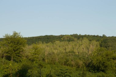 Ormanda yeşil yapraklı ağaçlar