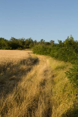 Kırsaldaki bir tarlada toprak yol