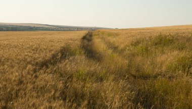Buğday tarlası ve bulutlarıyla güzel bir manzara.