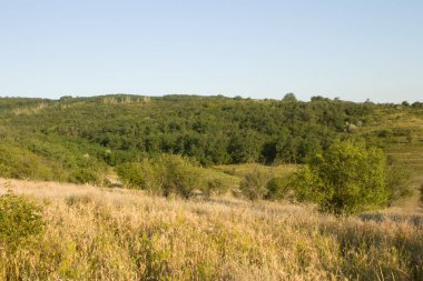 Ormanda yeşil çimenler ve ağaçlarla kaplı bir arazi.