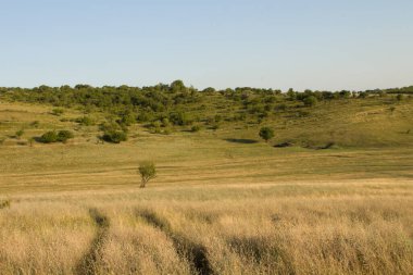Bir çim ve bir ağaç tarlası