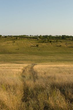 Buğday tarlası olan güzel bir manzara.