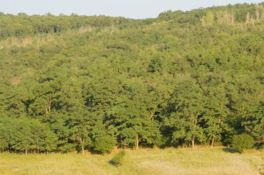 Yeşil doğadaki orman ağaçları