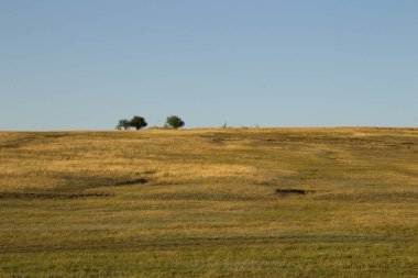 Mavi gökyüzü olan yeşil bir alanın dikey görüntüsü