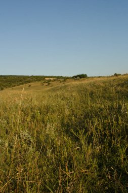Yazın akşamları kırsalda yeşil çimen tarlası