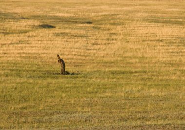 Yazın kırmızı geyik.