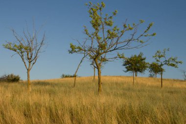 Doğanın güzel manzarası
