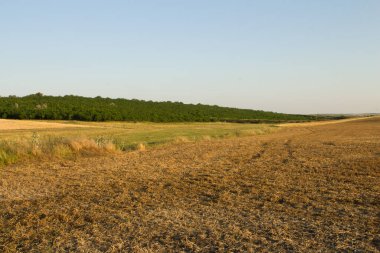 Bir buğday tarlası. Buğday buğday tarlasıdır..