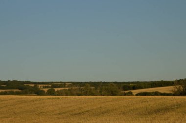 Sabah bir tarlanın güzel manzarası