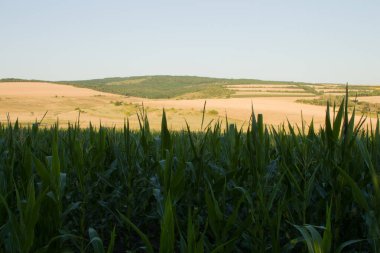 Arka planda mavi gökyüzü olan güzel yeşil alan.