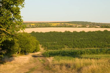 Bir tarlası ve toprak yolu olan güzel bir kırsal alan.