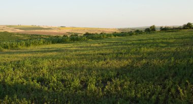 Akşamları yeşil buğday tarlası