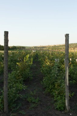 Genç ağaçlı tarla