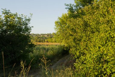 Yaz tarlası, yeşil çimen, ağaçlar, orman ve güneş