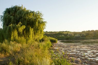 Nehir kıyısında ağaçları ile