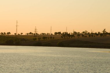 Bir tarlanın ortasında güzel bir ağaç görüntüsü.