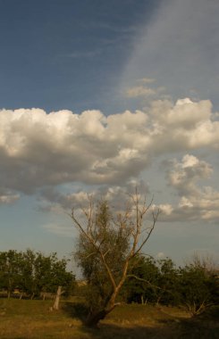 Ağacı ve tarlası olan güzel bir manzara.
