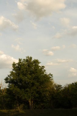 Gökyüzündeki ağaç ve bulutlar