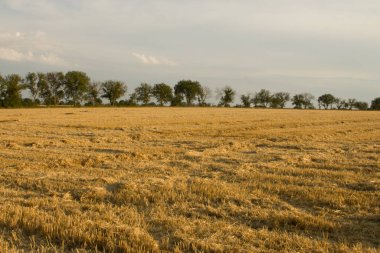 Yazın kırsalda buğday tarlaları ve buğday tarlaları. Kırsalda buğday tarlası. tarım kavramı