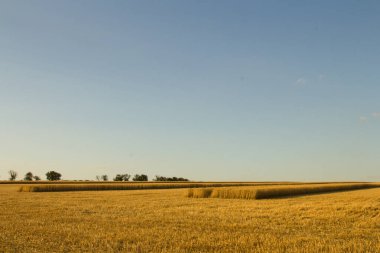 Buğday tarlası olan güzel bir manzara.