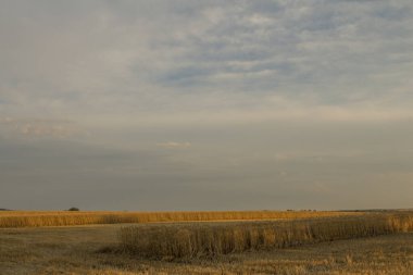 Buğday tarlası olan güzel bir manzara.