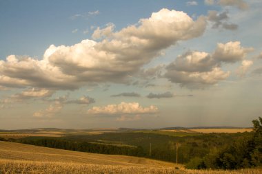 Bir Buğday Tarlası.