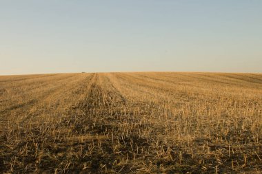 Buğday tarlası ve mavi gökyüzü