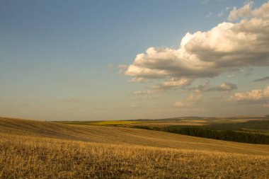 Kırsalda bir buğday tarlası.