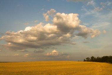 Yazın, tarlanın ve güneşin manzarası