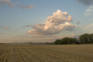 Buğday tarlası ve bulutlu gökyüzü, tarım