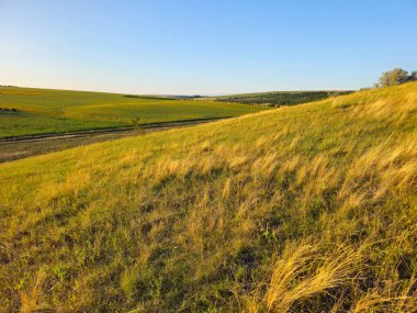Yeşil çayırı olan güzel bir tarla