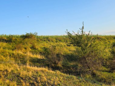 Arazinin yaz manzarası ve mavi gökyüzü