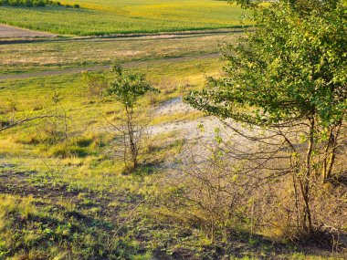 Bir tarlanın yaz manzarası, yeşil çimenler ve ağaçlar