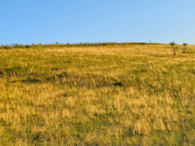 Güzel yeşil çimenli manzara