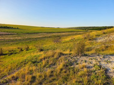 Yeşil çimenli güzel yaz manzarası
