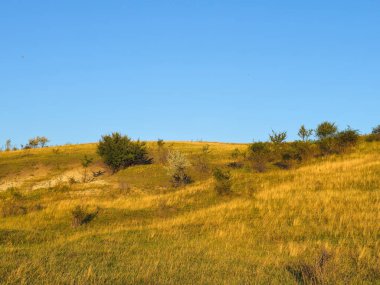 Bozkırın manzarası, sonbahar çimenleri ve sonbaharda mavi gökyüzü. Sibirya, Rusya.