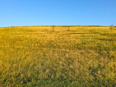 Akşam saatlerinde yeşil çayır