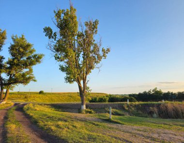 Gün batımında çayırda bir ağaç.