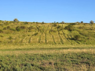 Ağaçlar ve mavi gökyüzü olan güzel bir manzara.
