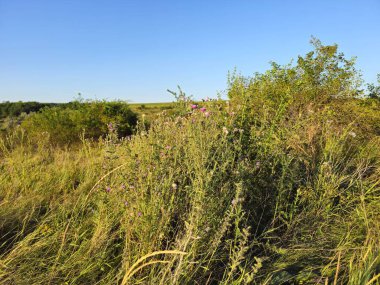 Bahçedeki güzel çiçekler