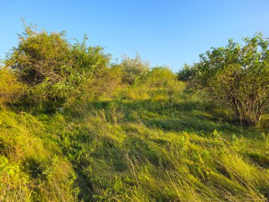 Güneşli bir bahar gününde yeşil çimen tarlası.