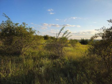 Yazın bozkırın manzarası