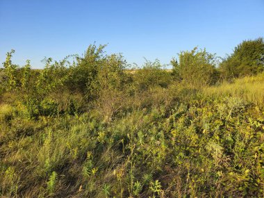 Dağlardaki ormanın sonbahar manzarası