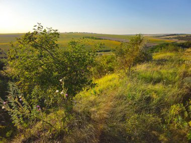 Ormanda bir ağacı olan güzel bir manzara.