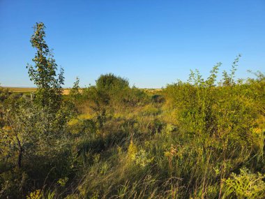 Ağaçları ve mavi gökyüzü olan güzel bir manzara.