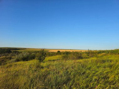 Buğday tarlası ve mavi gökyüzü olan güzel bir manzara.