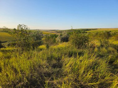 Buğday tarlası ve mavi gökyüzü olan güzel bir manzara.