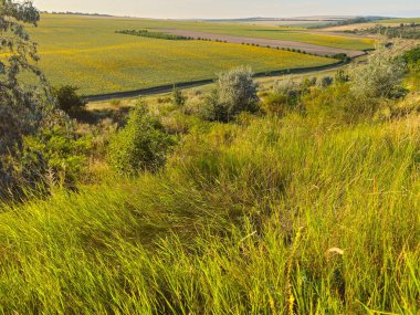 Çimen tarlası ve mavi gökyüzü olan güzel bir manzara.